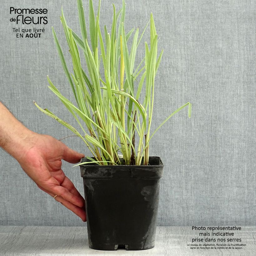 Echinacea paradoxa - Coneflower 2L/3L pot sample as delivered in summer