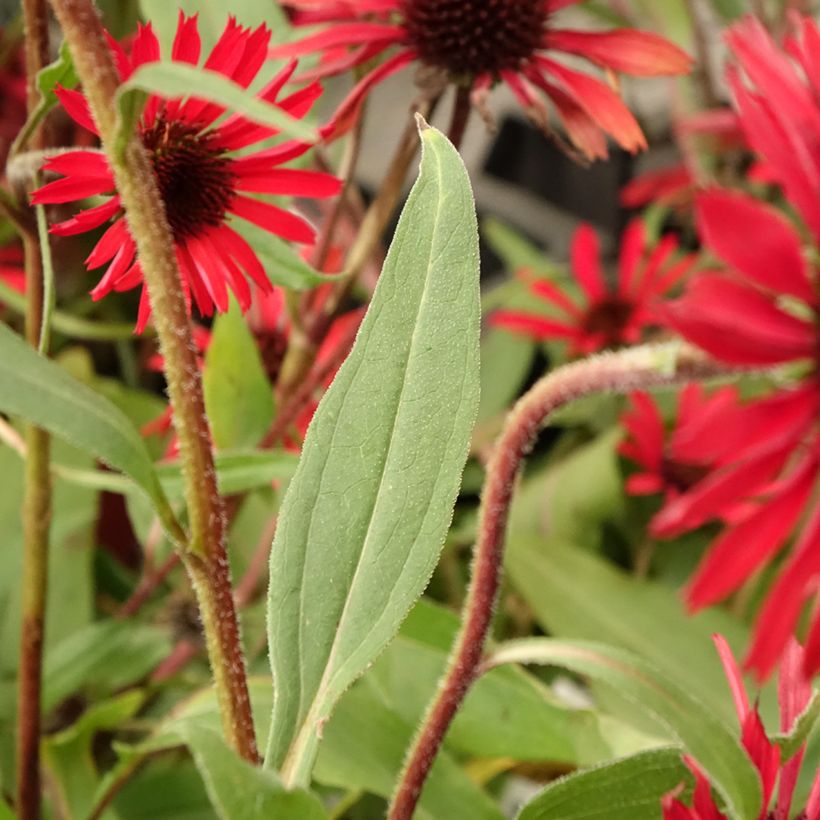 Echinacea purpurea Prima® Ruby (Foliage)