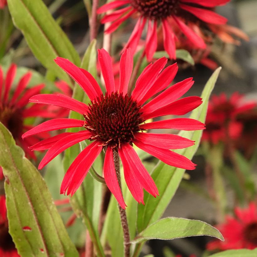 Echinacea purpurea Prima® Ruby (Flowering)