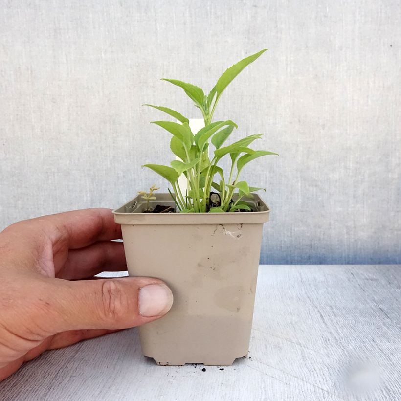 Echinacea purpurea Purity - Purple Coneflower 8/9 cm pot sample as delivered in summer