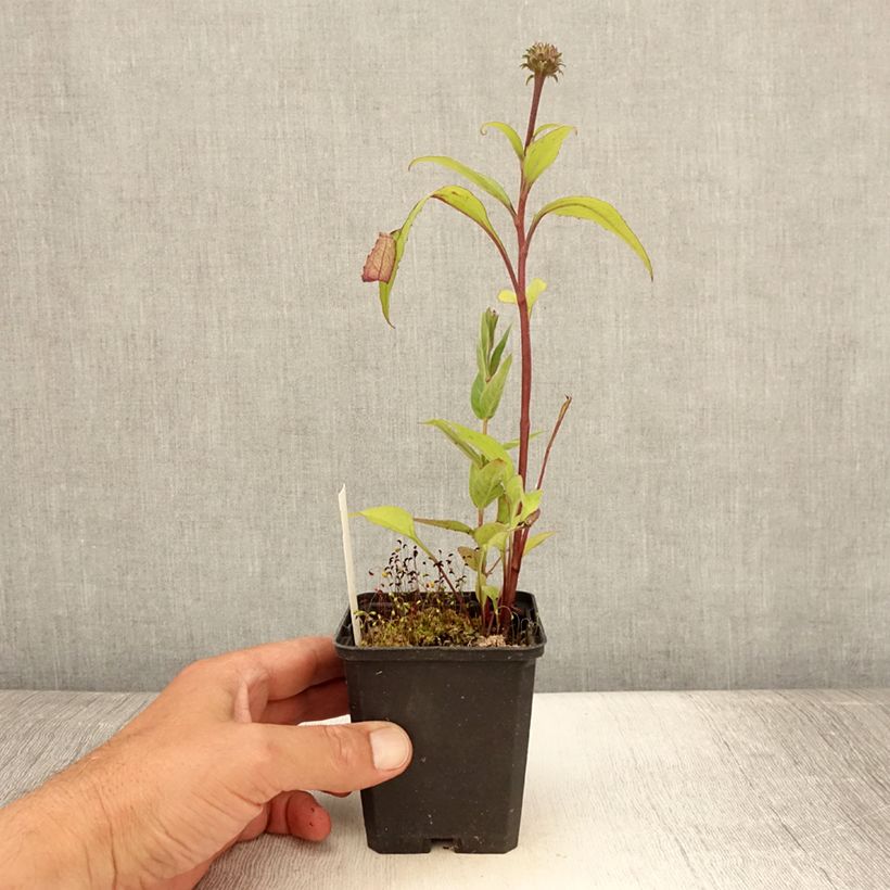 Echinacea purpurea Augustkönigin - Purple Coneflower 8/9 cm pot sample as delivered in summer