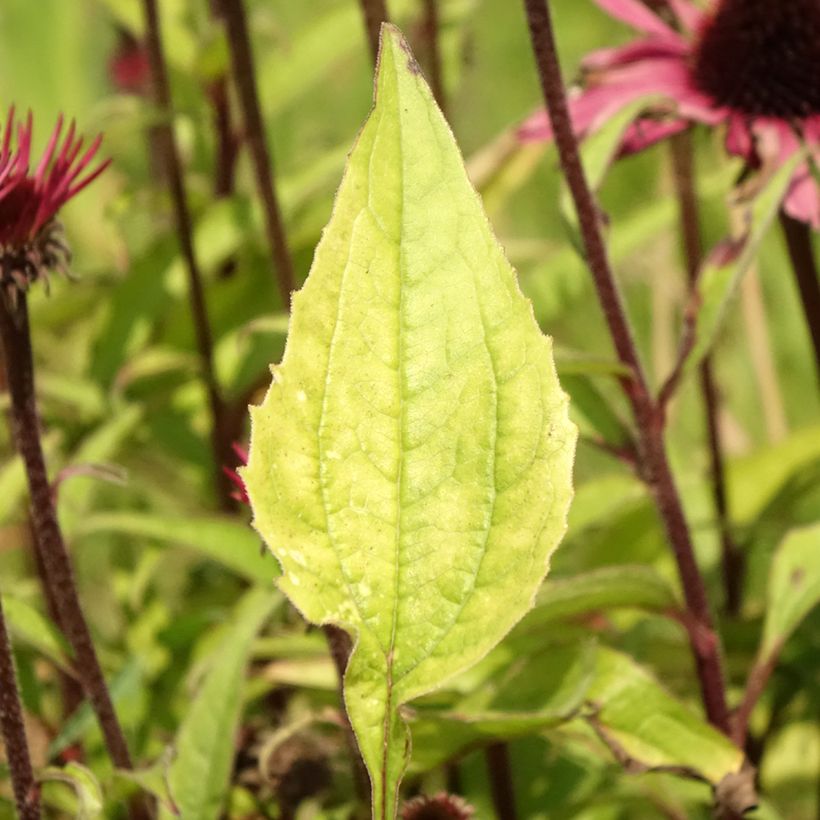 Echinacea purpurea Augustkönigin - Purple Coneflower (Foliage)