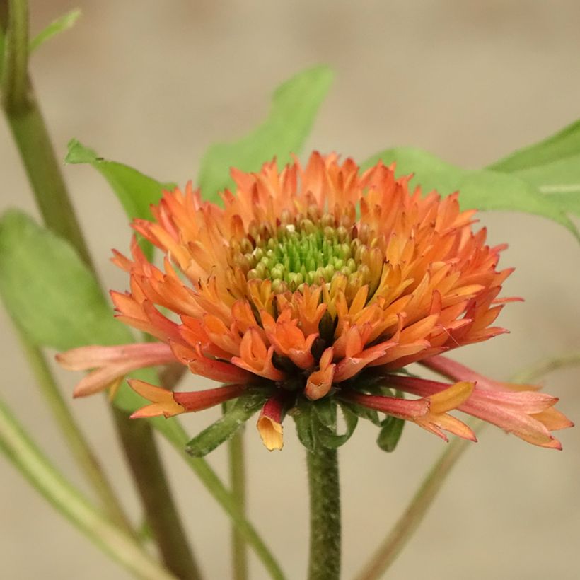 Echinacea purpurea Irresistible - Purple Coneflower (Flowering)