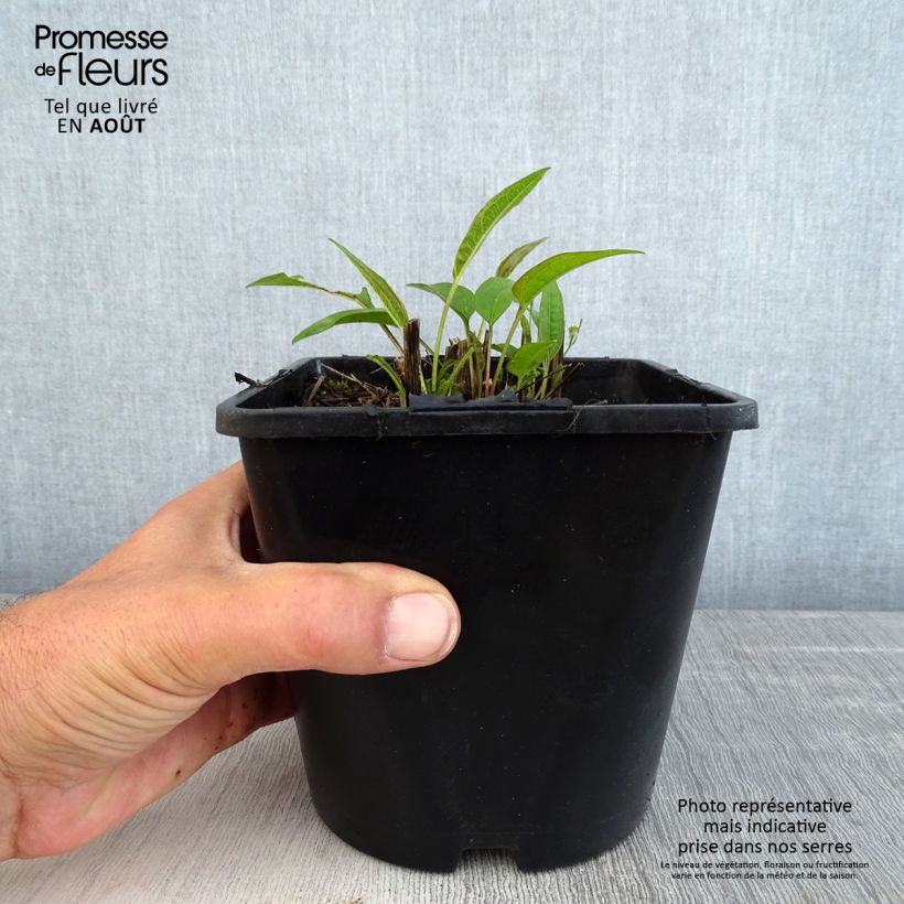 Echinacea purpurea Pica Bella - Purple Coneflower 2L/3L pot sample as delivered in summer