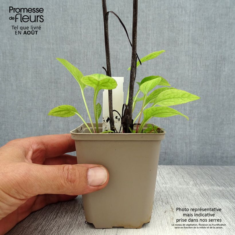 Echinacea purpurea Razzmatazz - Purple Coneflower 8/9 cm pot sample as delivered in summer