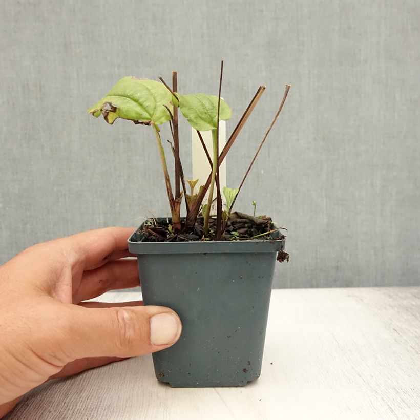Echinacea Summer Cocktail - Purple Coneflower 8/9 cm pot sample as delivered in summer