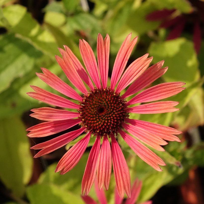 Echinacea Summer Cocktail - Purple Coneflower (Flowering)