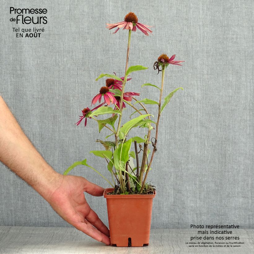 Echinacea Summer Cocktail - Purple Coneflower 1L/1.5L pot sample as delivered in summer