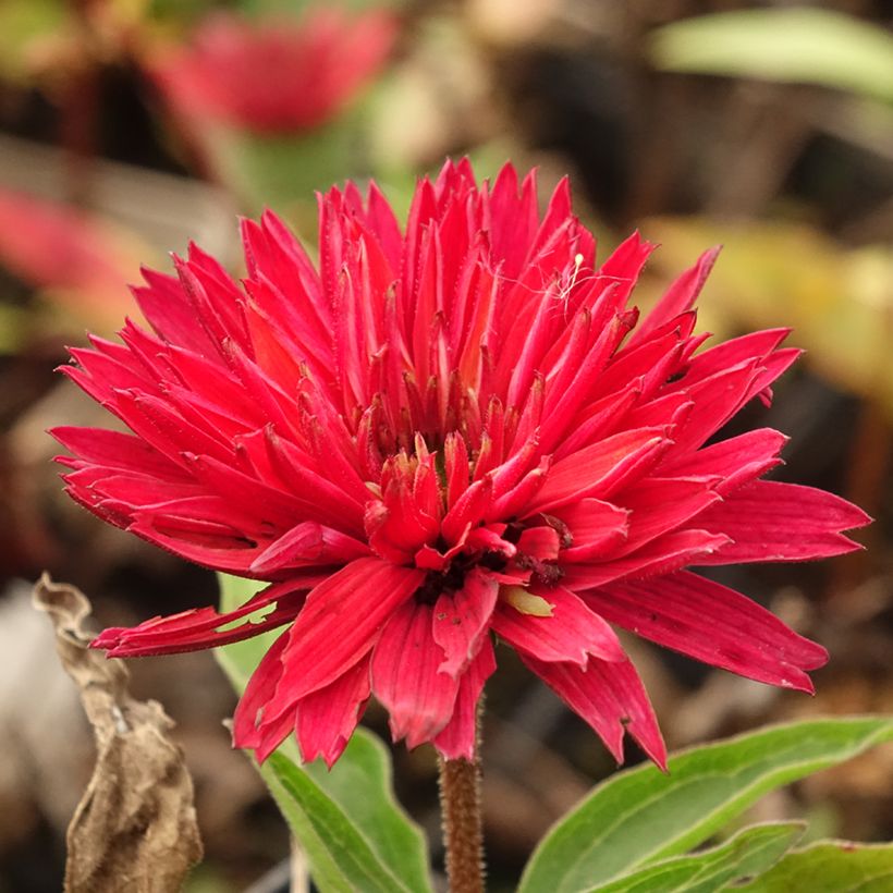 Echinacea purpurea Sundown - Purple Coneflower (Flowering)