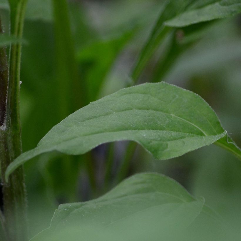 Echinacea Secret Romance - Purple Coneflower (Foliage)