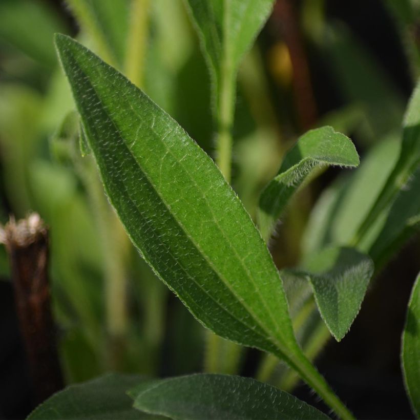 Echinacea purpurea Southern Belle (Foliage)