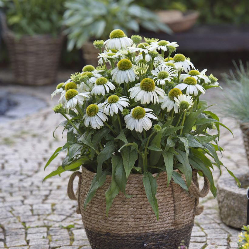 Echinacea SunMagic Vintage White - Purple coneflower (Plant habit)