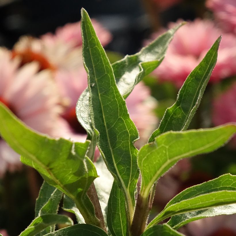 Echinacea SunSeekers Salmon - Purple Coneflower (Foliage)