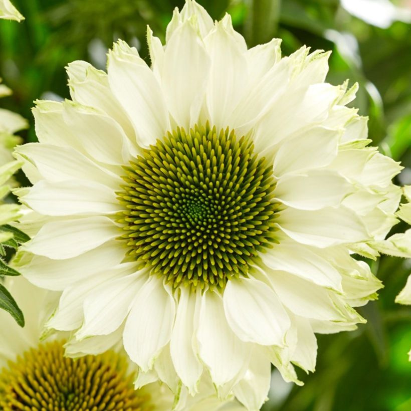 Echinacea SunSeekers White Perfection - Purple Coneflower (Flowering)