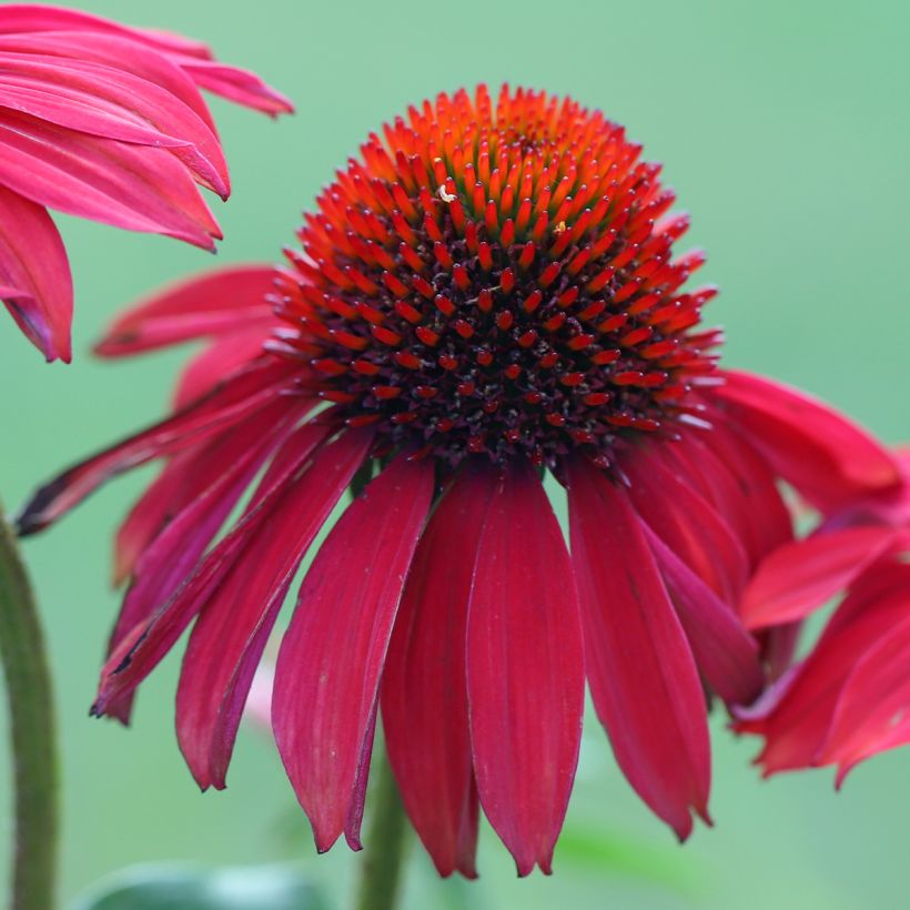 Echinacea Sombrero Baja Burgundy - Purple Coneflower (Flowering)