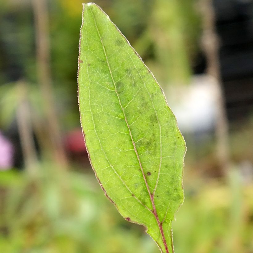 Echinacea Sombrero Baja Burgundy - Purple Coneflower (Foliage)