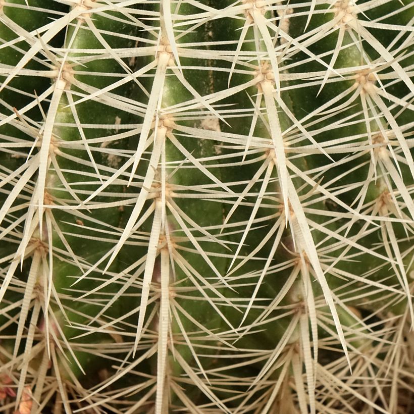 Echinocactus grusonii var. albispinus - Golden barrel cactus (Foliage)
