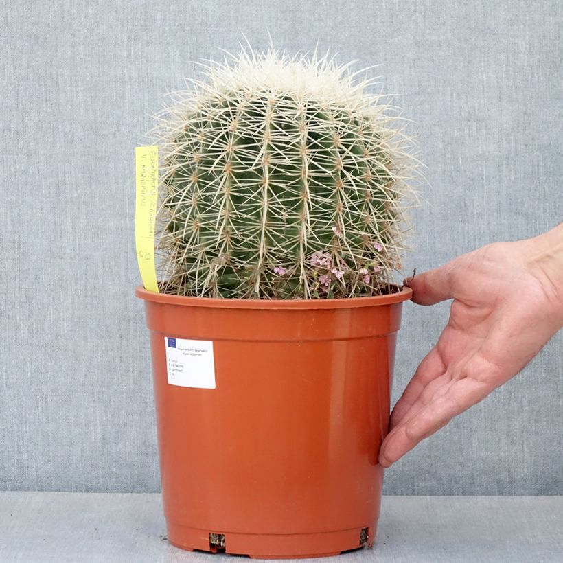 Echinocactus grusonii var. albispinus - Mother-in-law's cushion with white thorns 4L/5L pot sample as delivered in spring