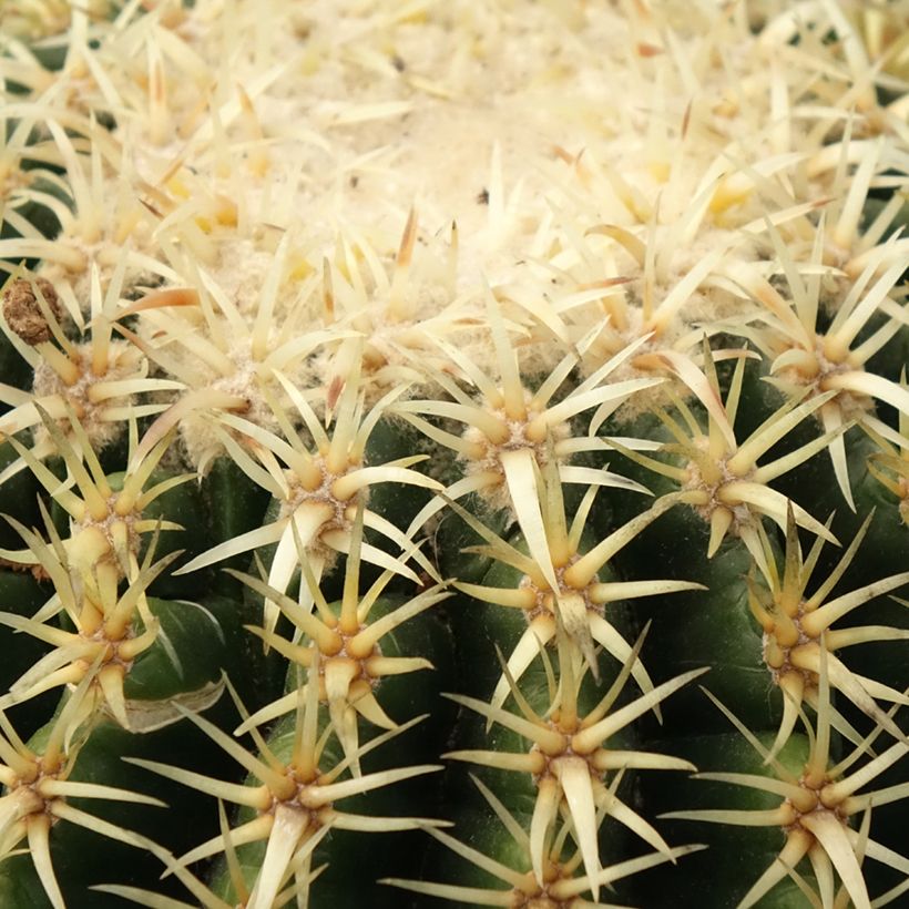 Echinocactus grusonii var. brevispinus - Golden barrel cactus (Foliage)