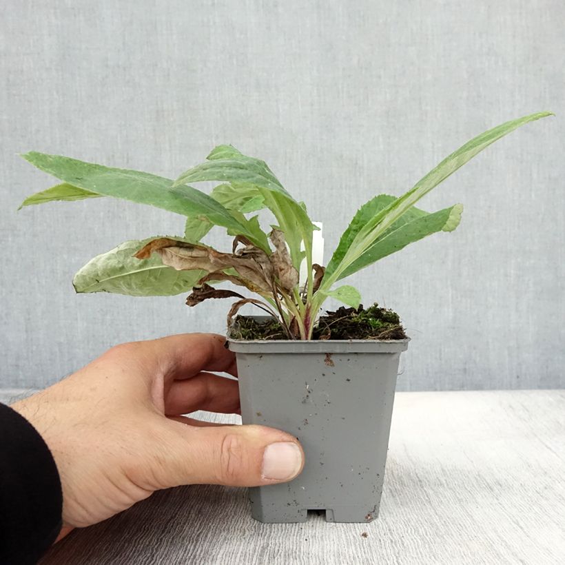 Echinops ritro Veitch’s Blue 8/9 cm pot sample as delivered in autumn