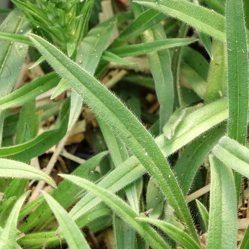 Echium amoenum Red Feathers (Foliage)