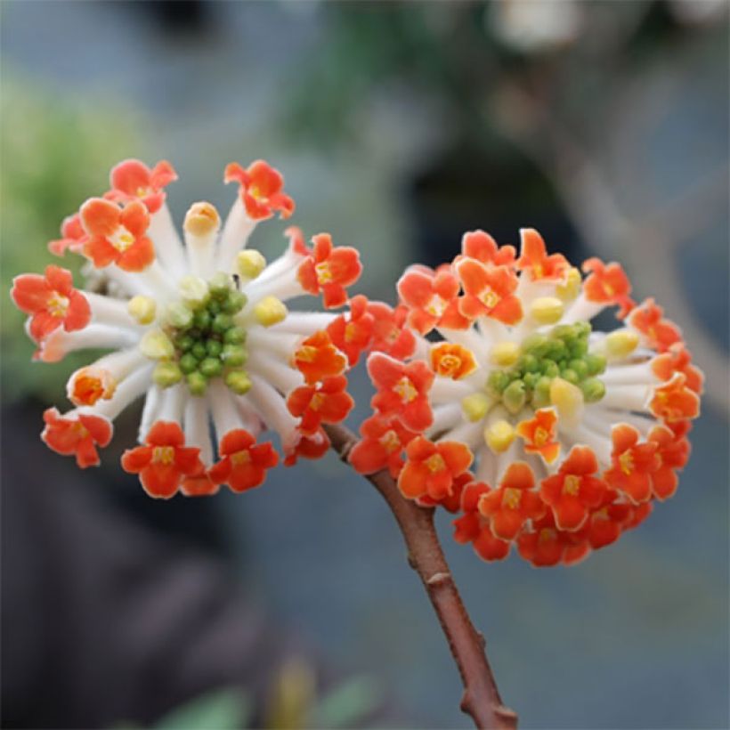 Edgeworthia chrysantha Red Dragon Akebono - Paperbush (Flowering)