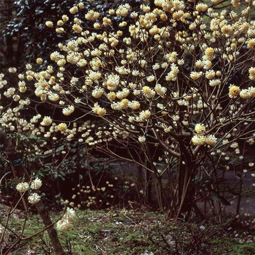 Edgeworthia chrysantha - Paperbush (Plant habit)