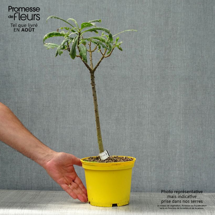 Edgeworthia chrysantha Grandiflora - Paperbush 2L/3L pot sample as delivered in summer
