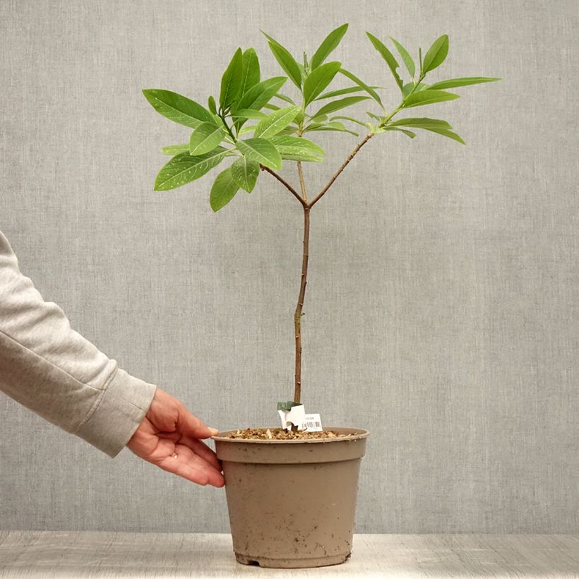 Edgeworthia chrysantha Red Dragon Akebono - Paperbush 3L/4L pot sample as delivered in summer
