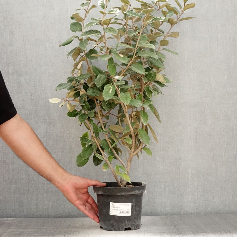 Elaeagnus ebbingei - Chalef de Ebbing 30/40cm en pot de 2L/3L sample as delivered in summer