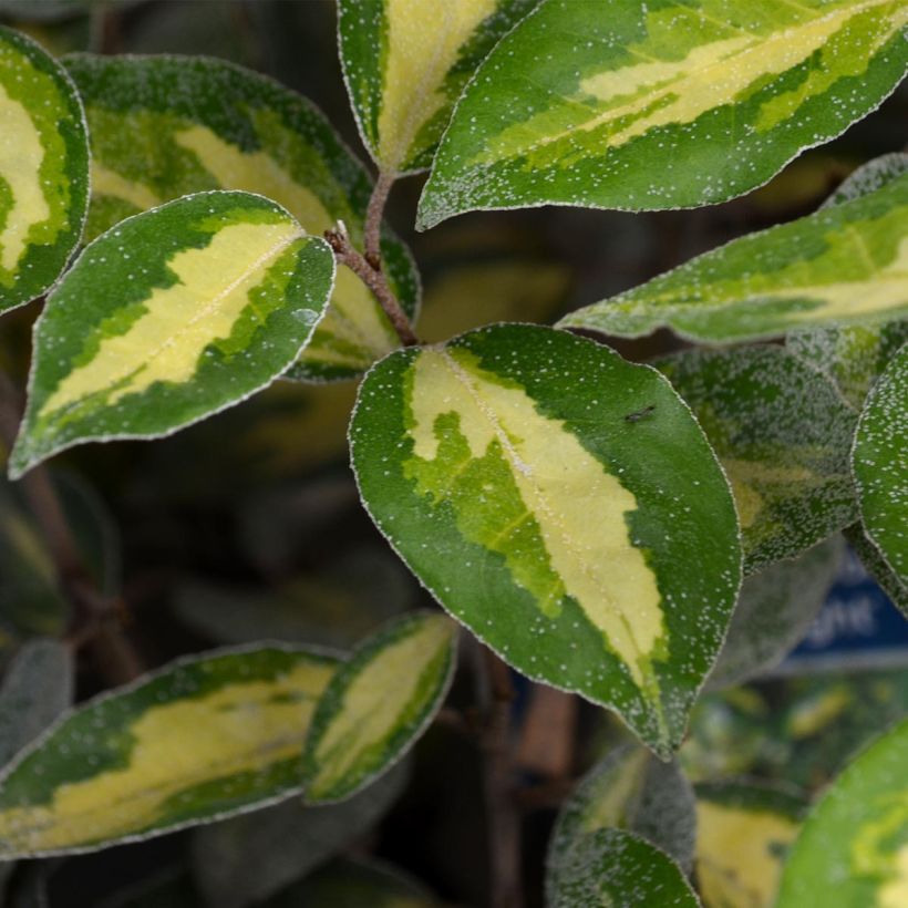 Elaeagnus ebbingei Limelight - Oleaster (Foliage)