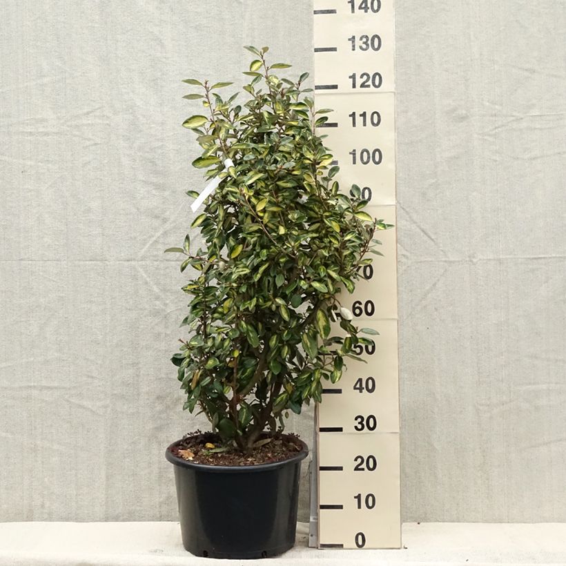 Elaeagnus ebbingei Limelight - Oleaster 7.5L/10L potShipped height around 80+cm sample as delivered in spring
