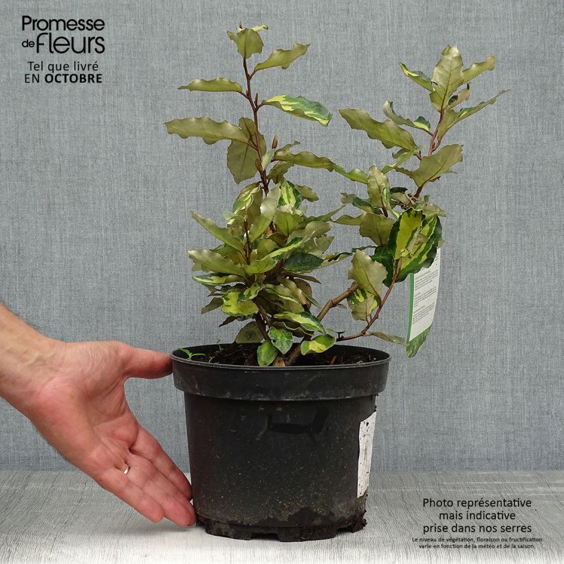 Elaeagnus ebbingei Maryline (abrela) - Chalef panaché Pot de 2L/3L sample as delivered in autumn