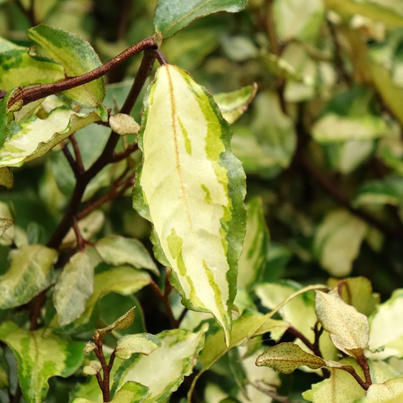 Elaeagnus ebbingei Maryline - Oleaster (Foliage)