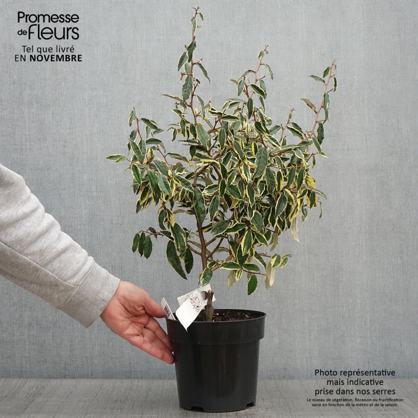 Elaeagnus pungens Hosuba Fukurin - Chalef panaché Pot de 3L/4L sample as delivered in autumn