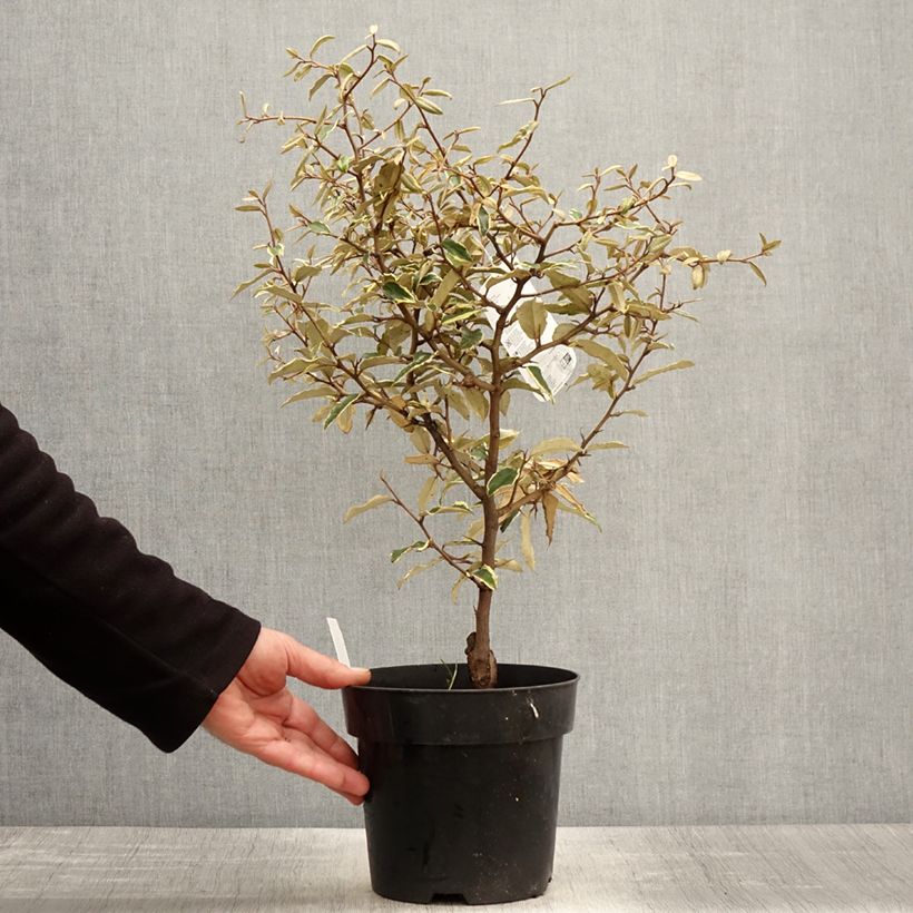 Eleagnus pungens Hosoba-Fukurin 3L/4L potShipped height around 30/40cm sample as delivered in spring