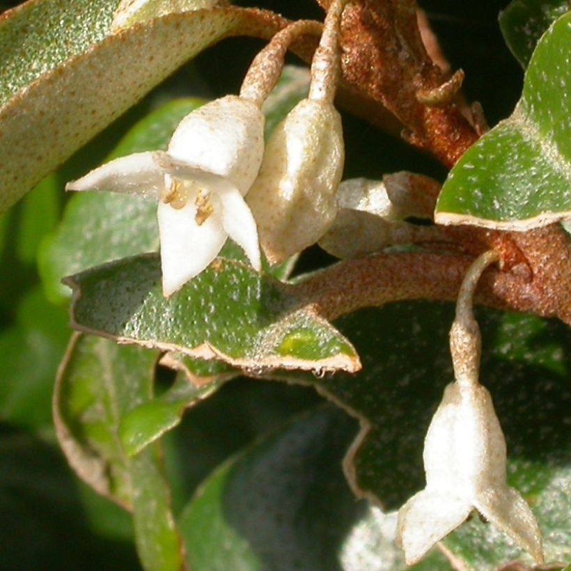 Elaeagnus pungens Variegata (Flowering)