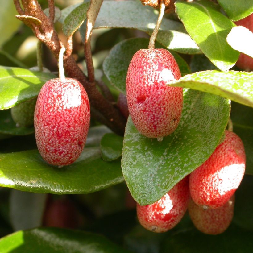 Elaeagnus pungens Variegata (Harvest)