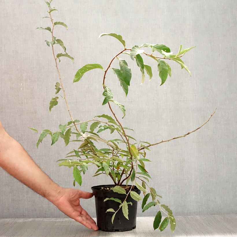 Elaeagnus umbellata Pointilla Amoroso 2L/3L pot sample as delivered in summer