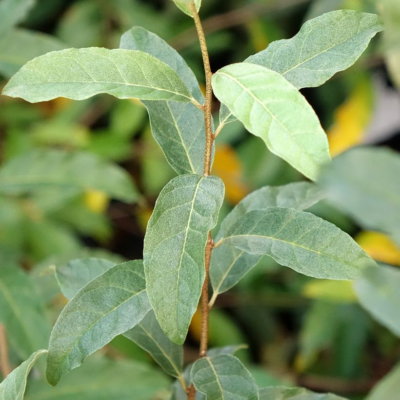 Elaeagnus umbellata Pointilla Amoroso (Foliage)