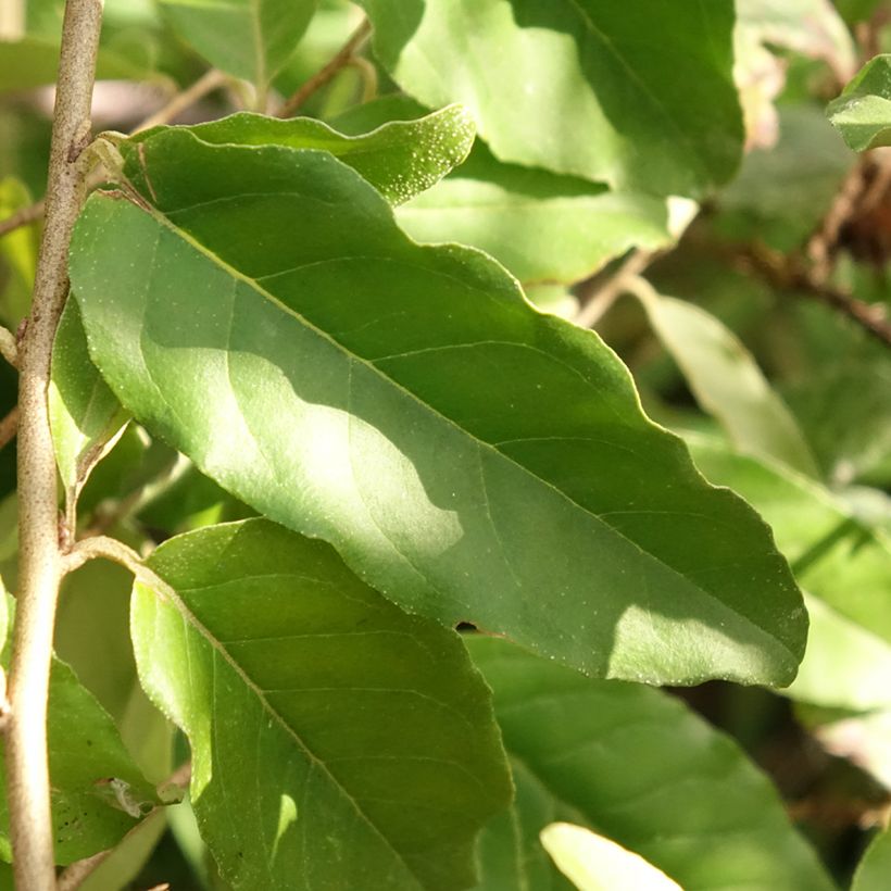 Elaeagnus umbellata Fortunella (Foliage)