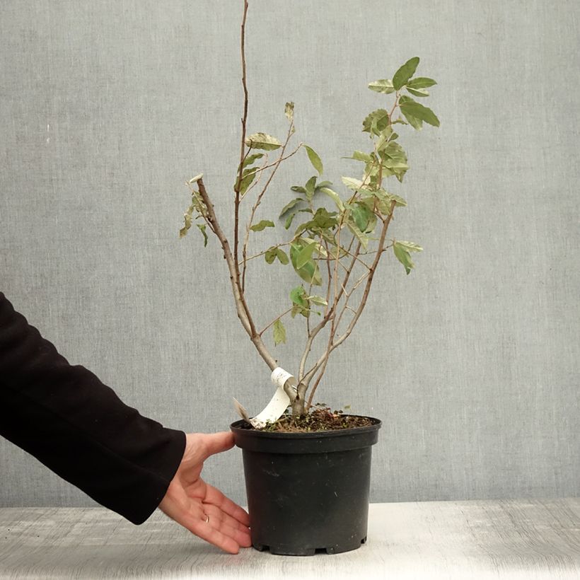 Elaeagnus umbellata Pointilla SweetNSour 2L/3L pot sample as delivered in autumn