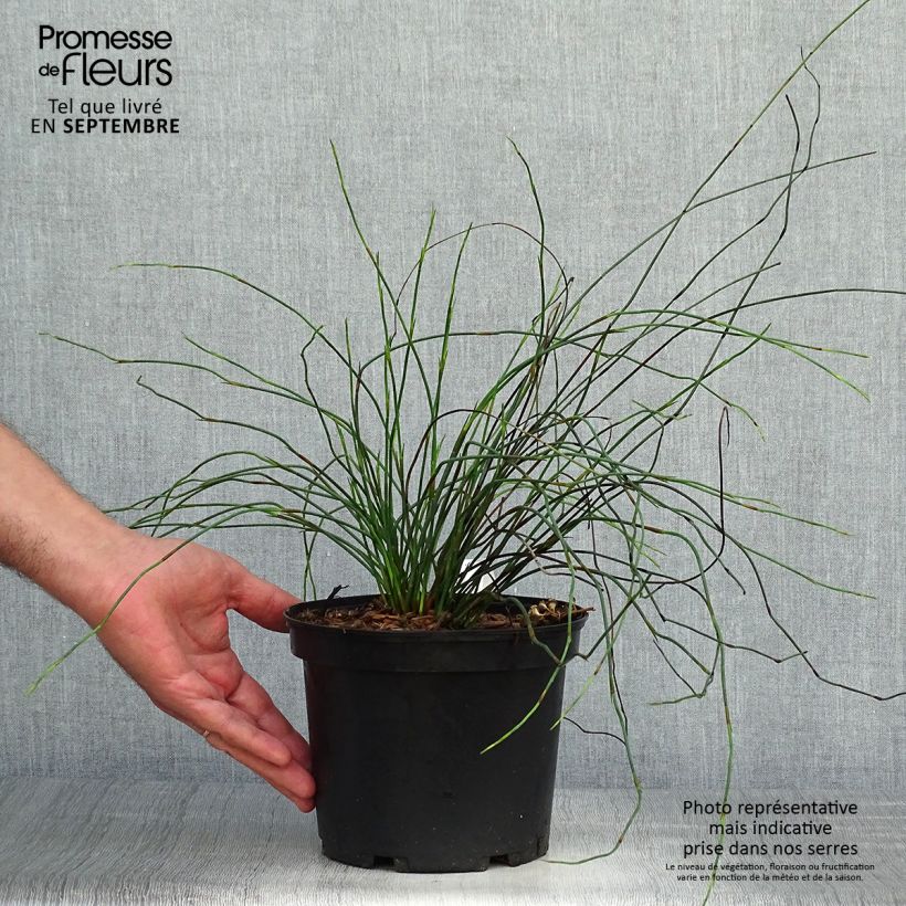 Elegia capensis - Prêle restio - Pot de 2L/3L sample as delivered in autumn