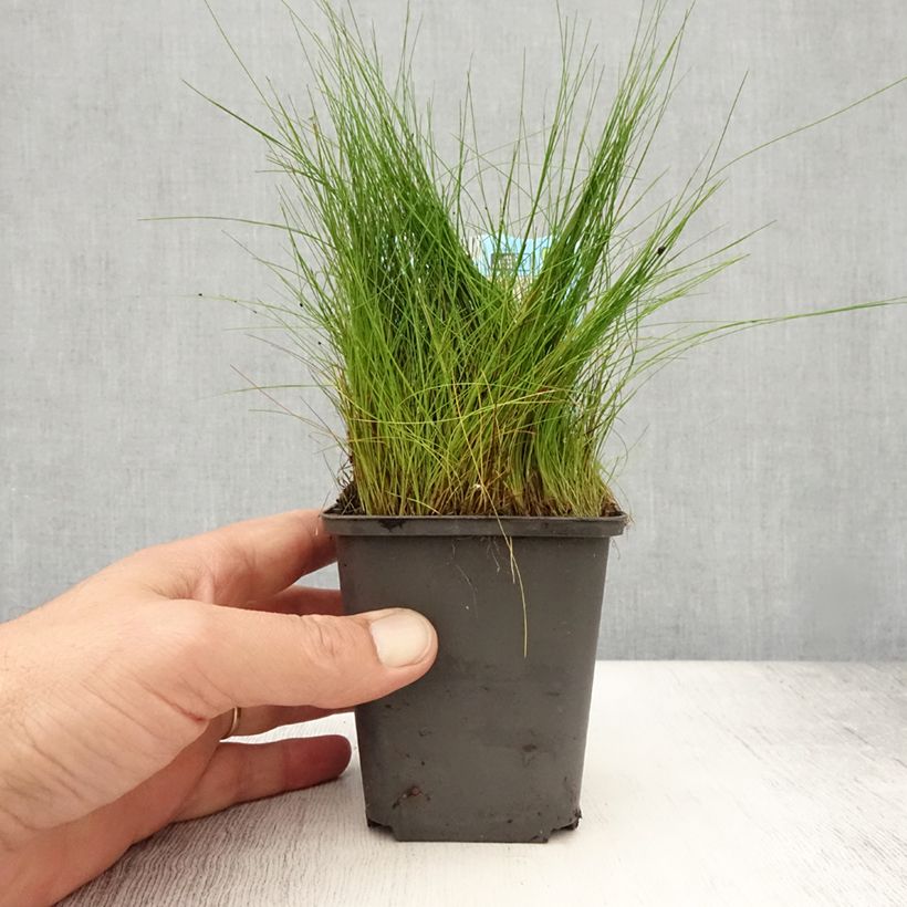 Eleocharis acicularis - Scirpe épingle - Godet de 8/9 cm sample as delivered in summer