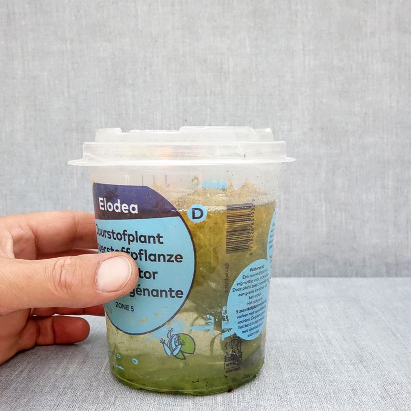 Elodea densa - Brazilian pondweed Tin sample as delivered in summer