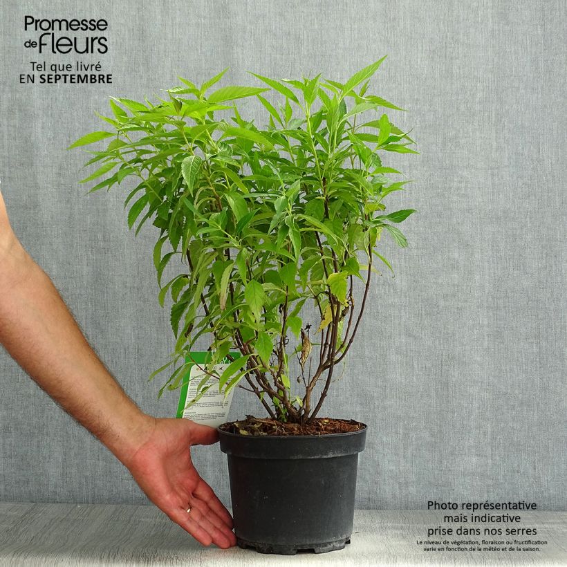 Elsholtzia stauntonii - Mint Bush 2L/3L potShipped height around 40/60cm sample as delivered in summer