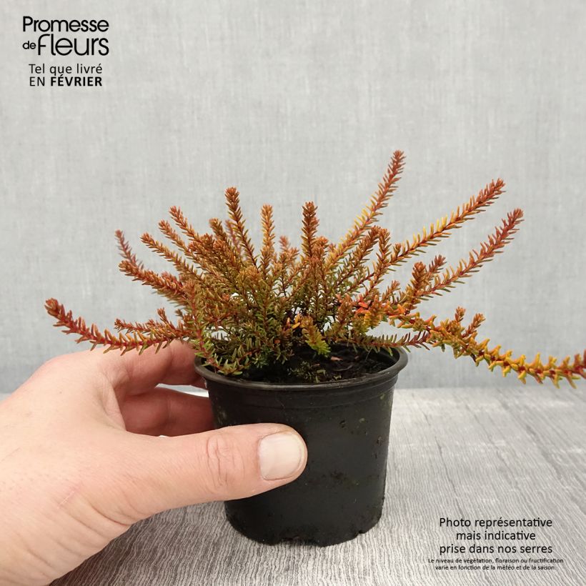 Empetrum nigrum Bernstein - Camarine noire - Pot de 10 cm/11cm sample as delivered in winter