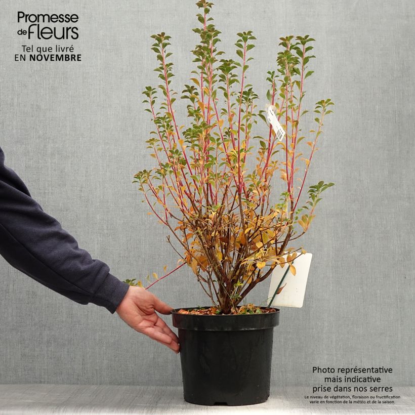 Enkianthus campanulatus - Pot de 7,5L sample as delivered in autumn