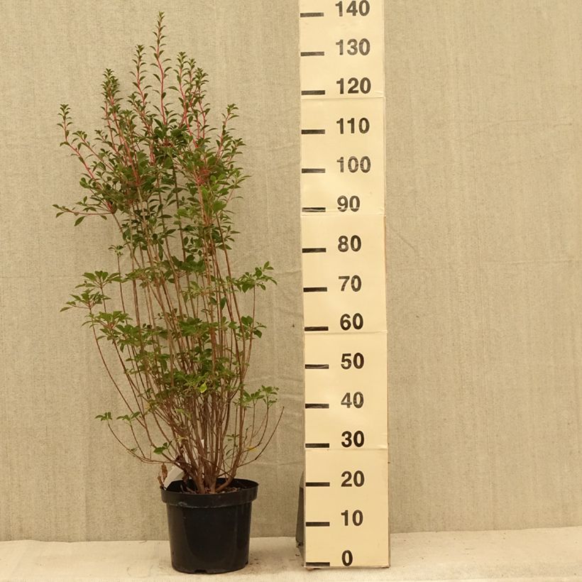 Enkianthus campanulatus 7.5L/10L pot sample as delivered in summer
