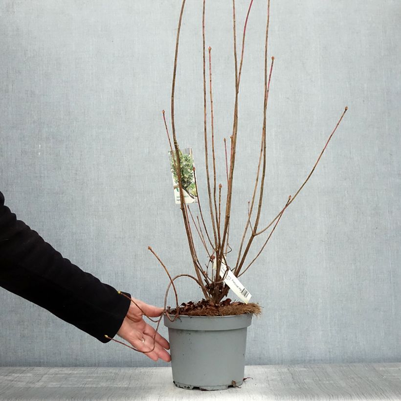 Enkianthus campanulatus Prettycoat 2L/3L pot sample as delivered in autumn